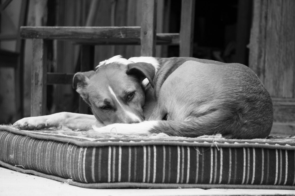 chien qui dort dans son panier