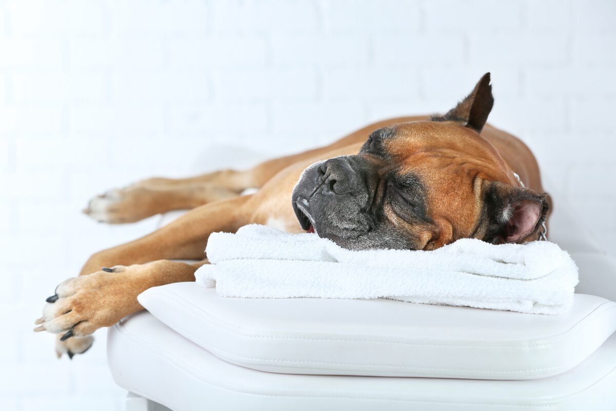chien qui dort