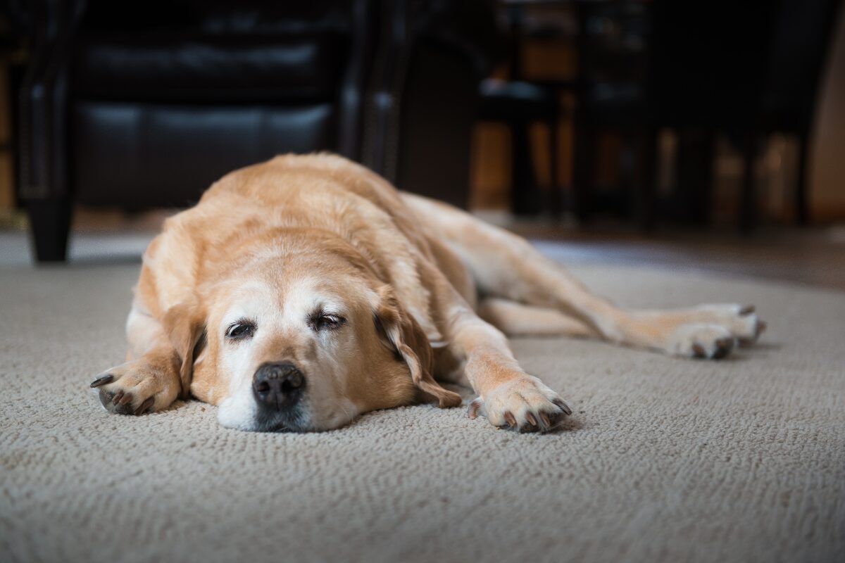 chien sieste