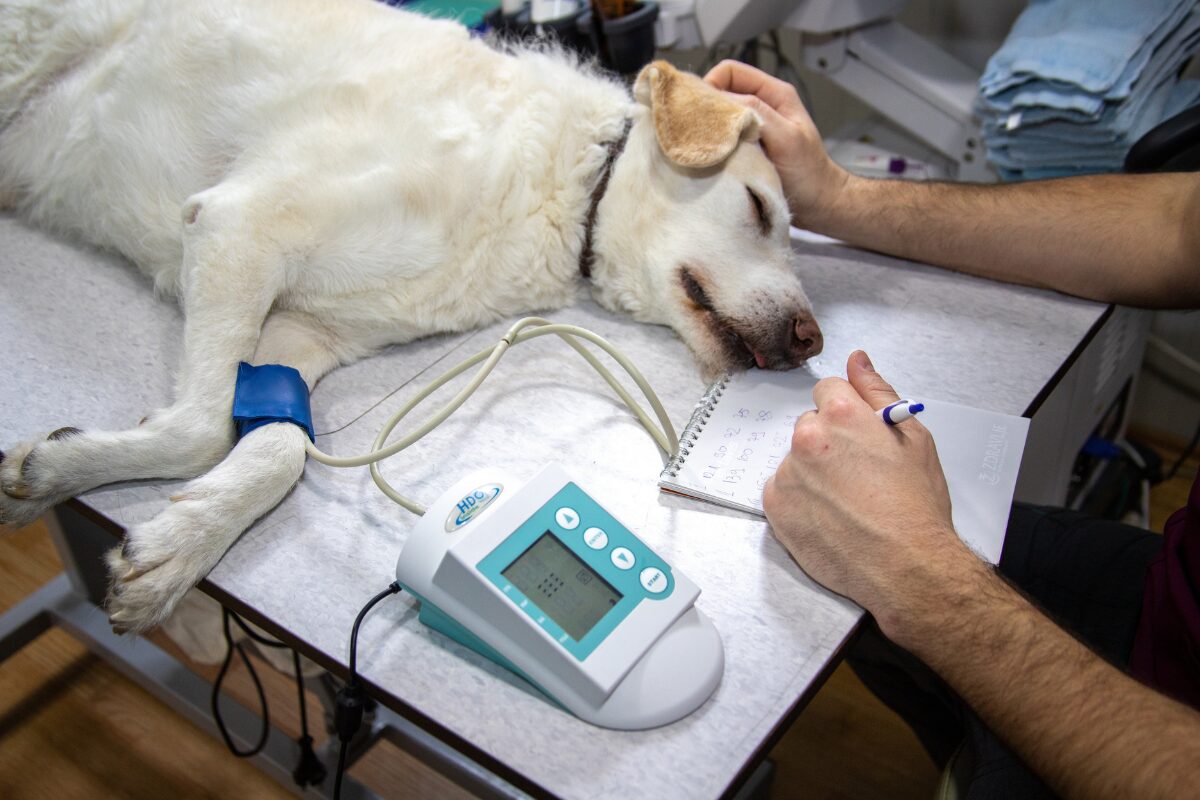 chien veterinaire