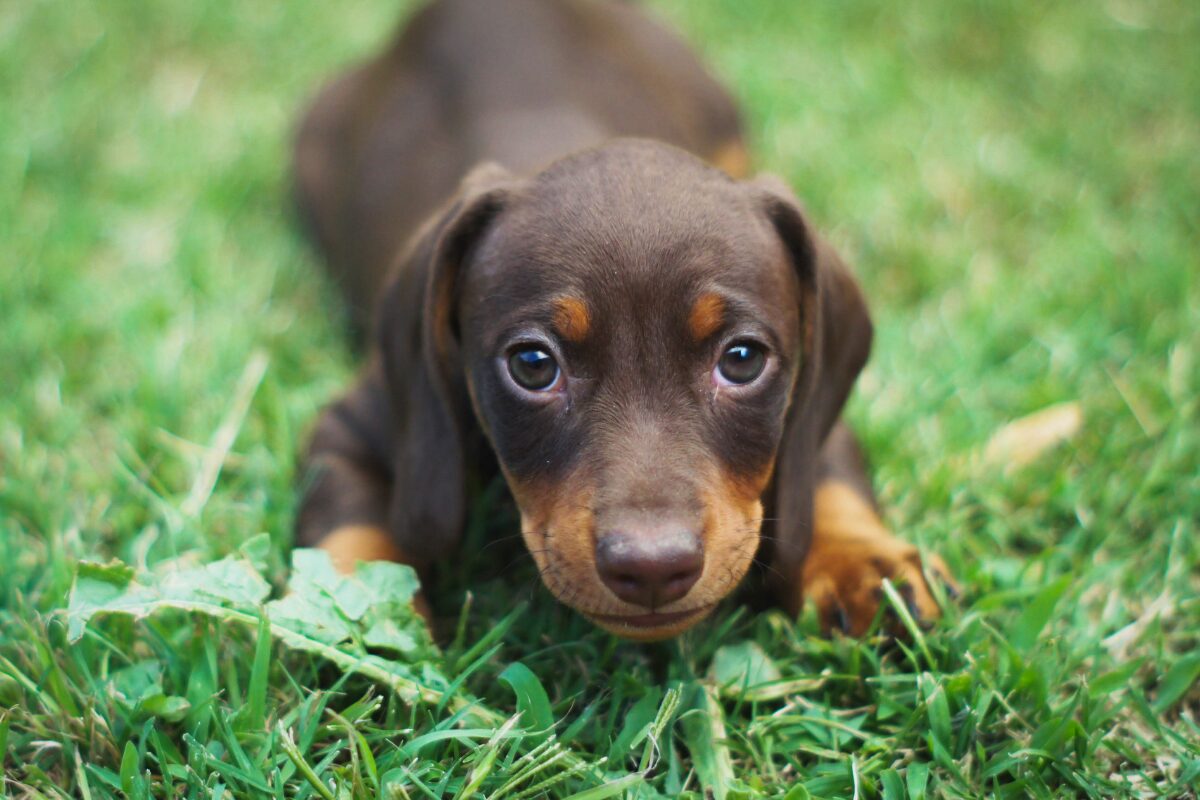 chiot dans pelouse
