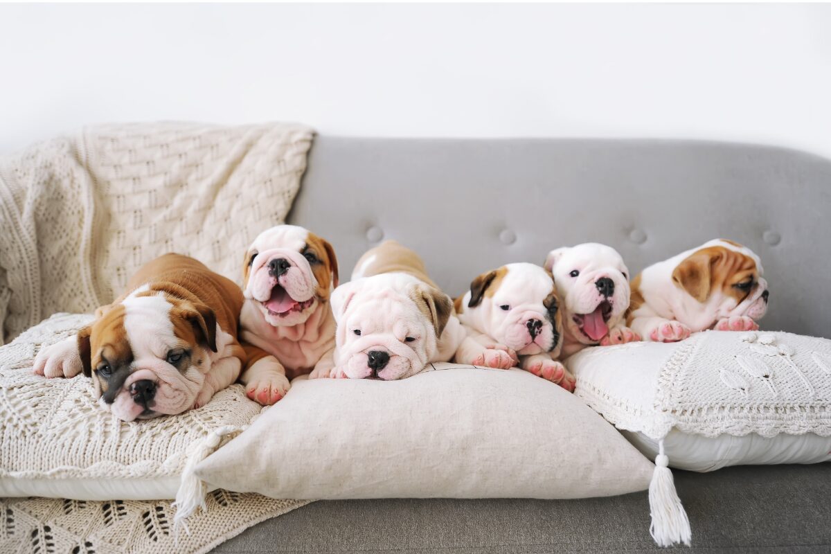 chiots sur canape