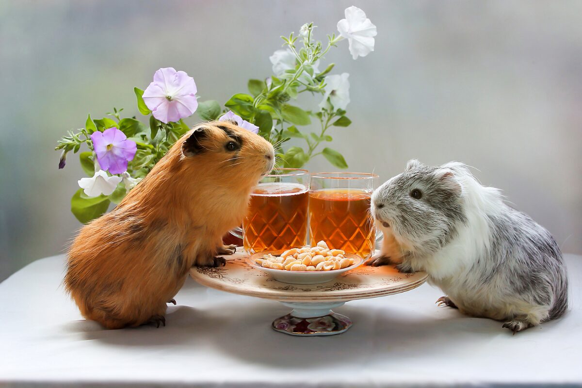 cochon dinde apero