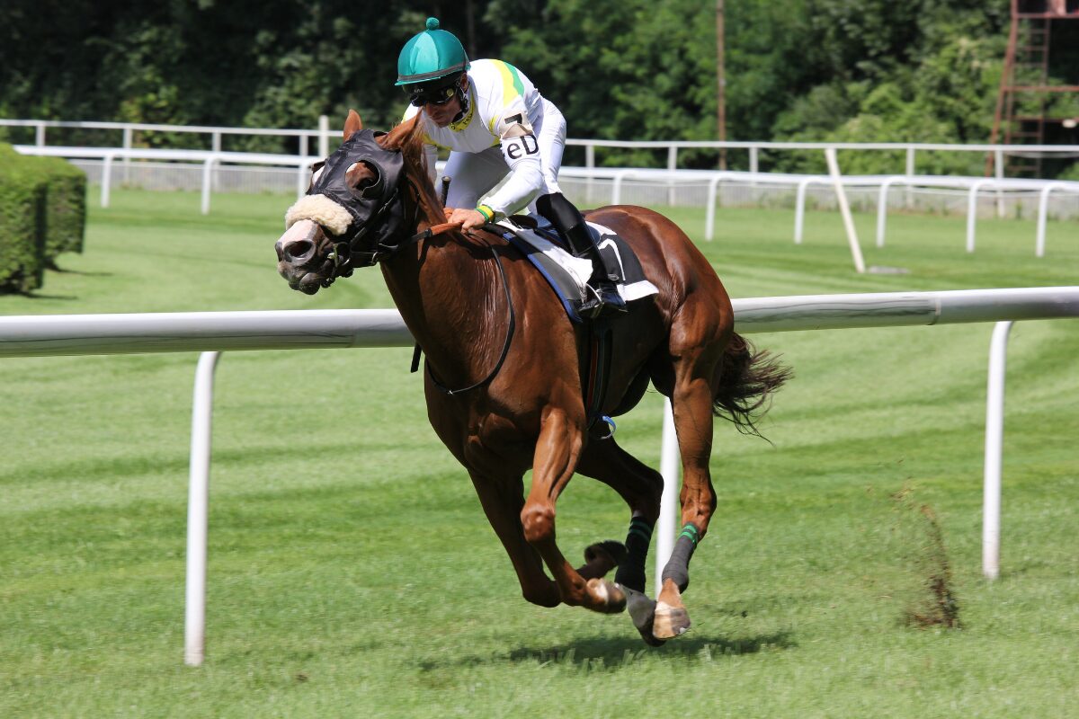 paardenrace