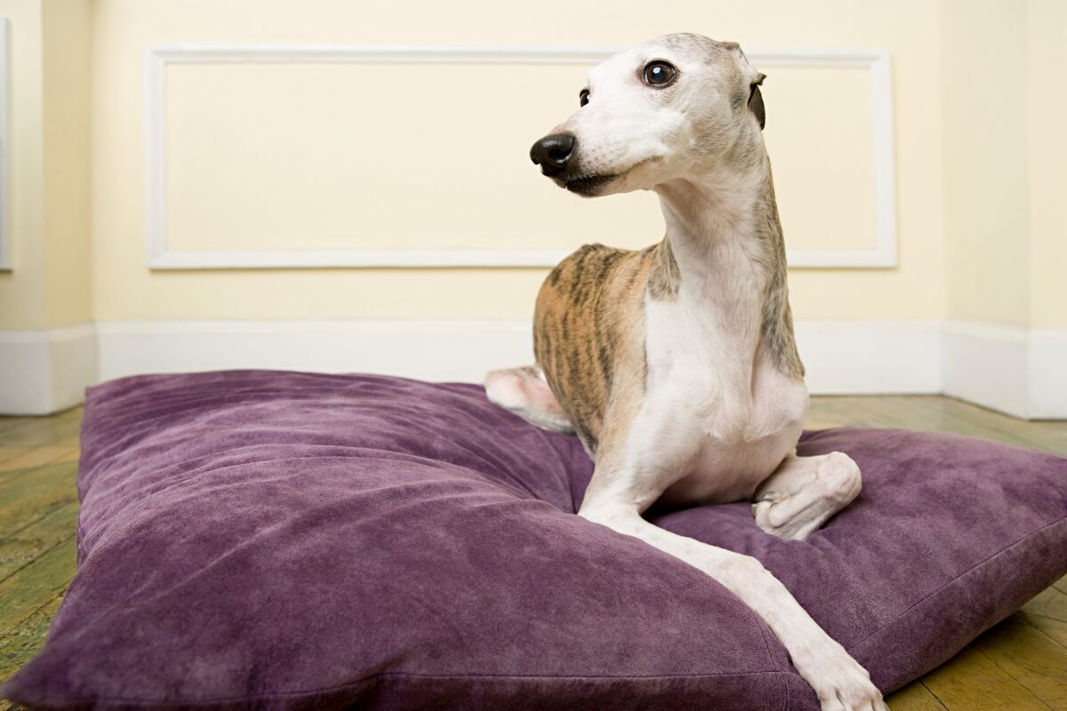 coussin chien
