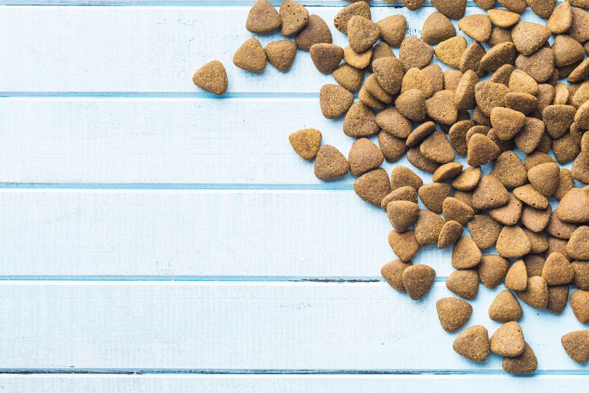 croquettes pour chien