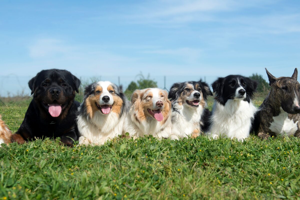 differentes races de chiens