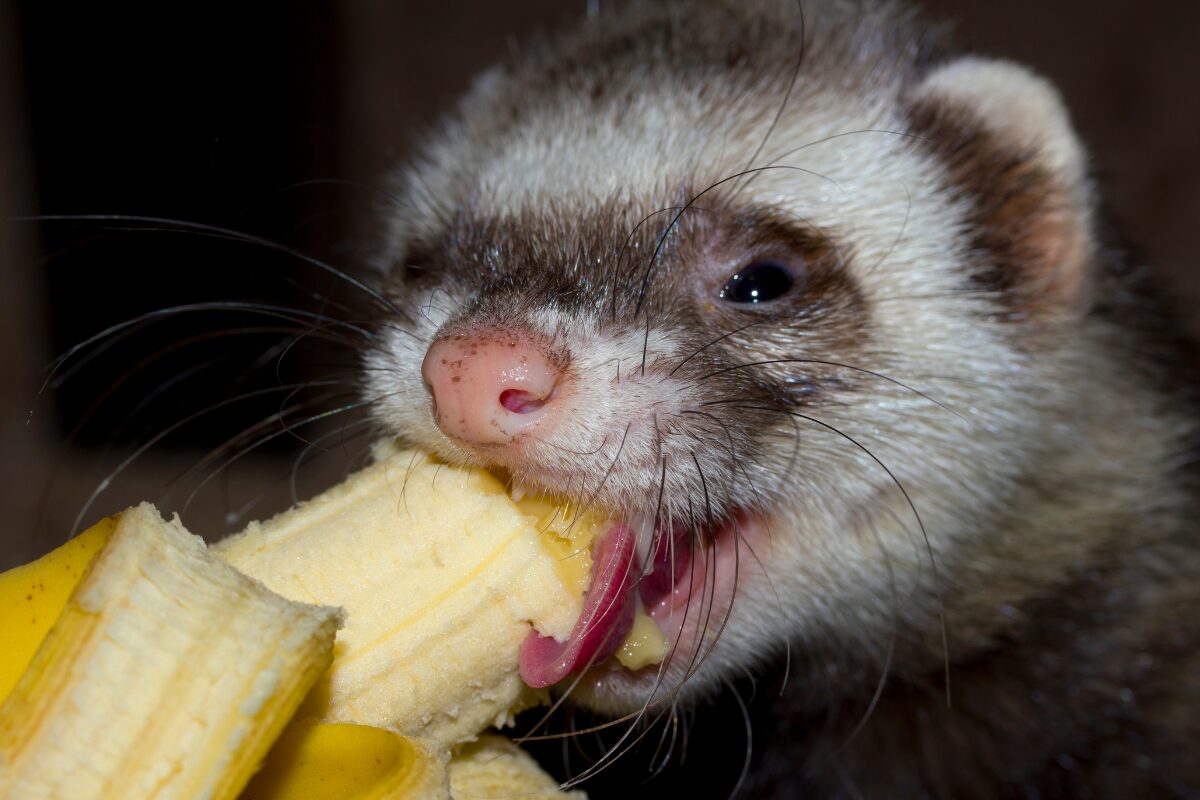 bananenfret