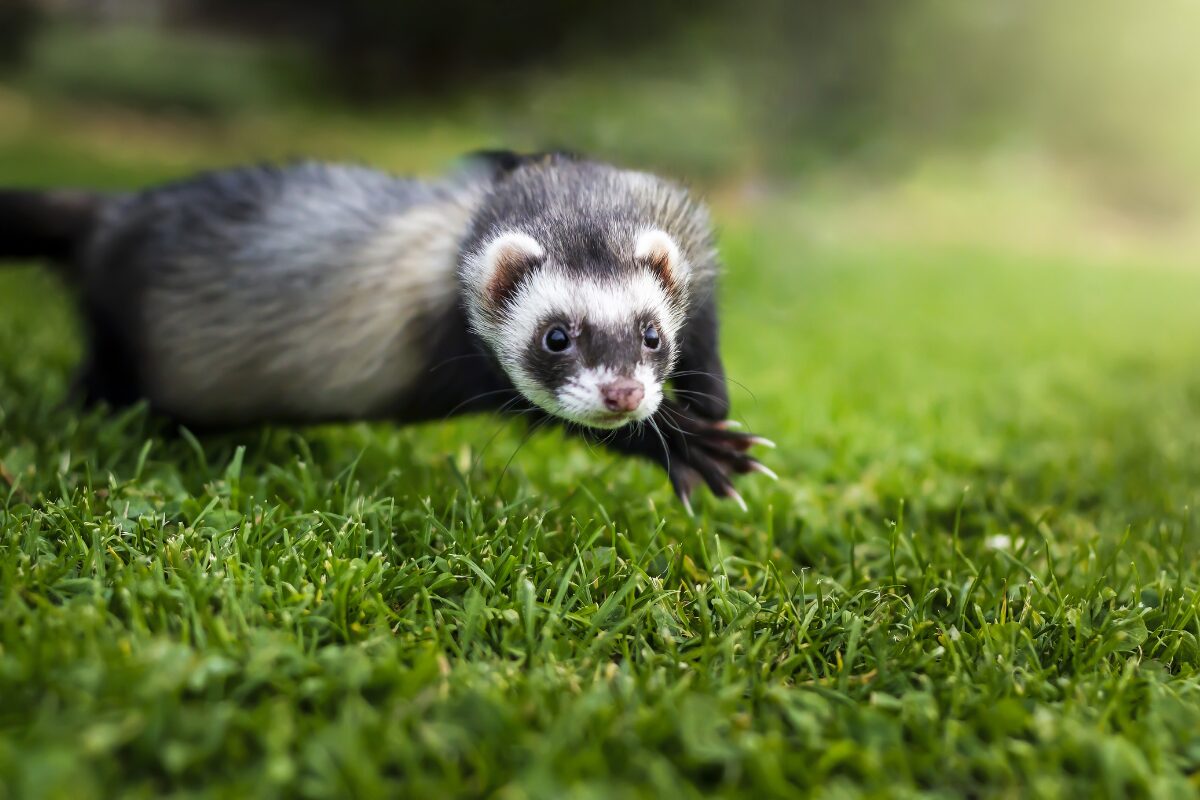 furet dans pelouse