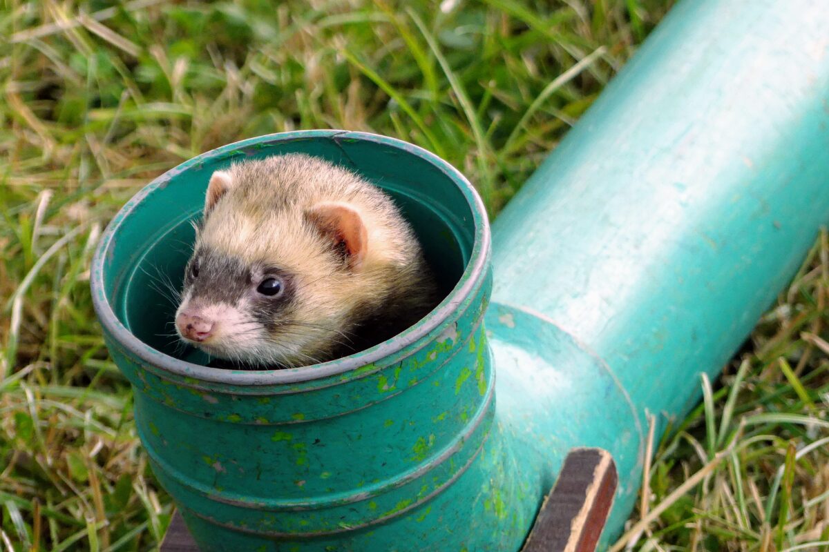 furet dans un tuyau
