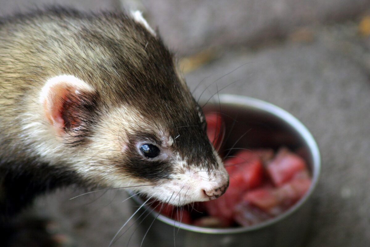 furet mange
