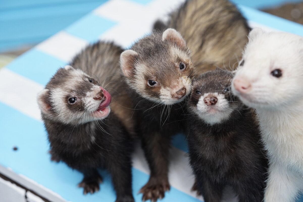 furets