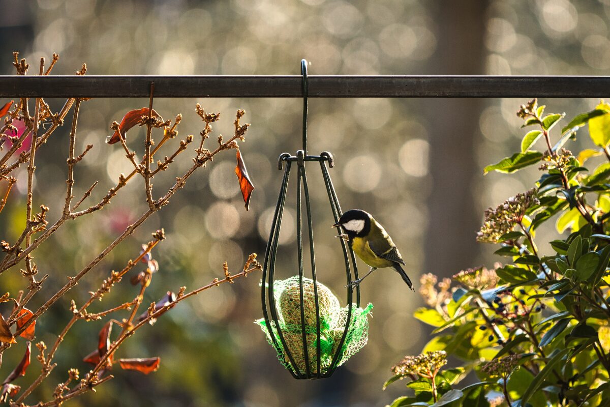 vogelzaad ophangen