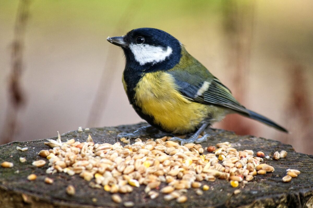 graines a manger pour oiseaux