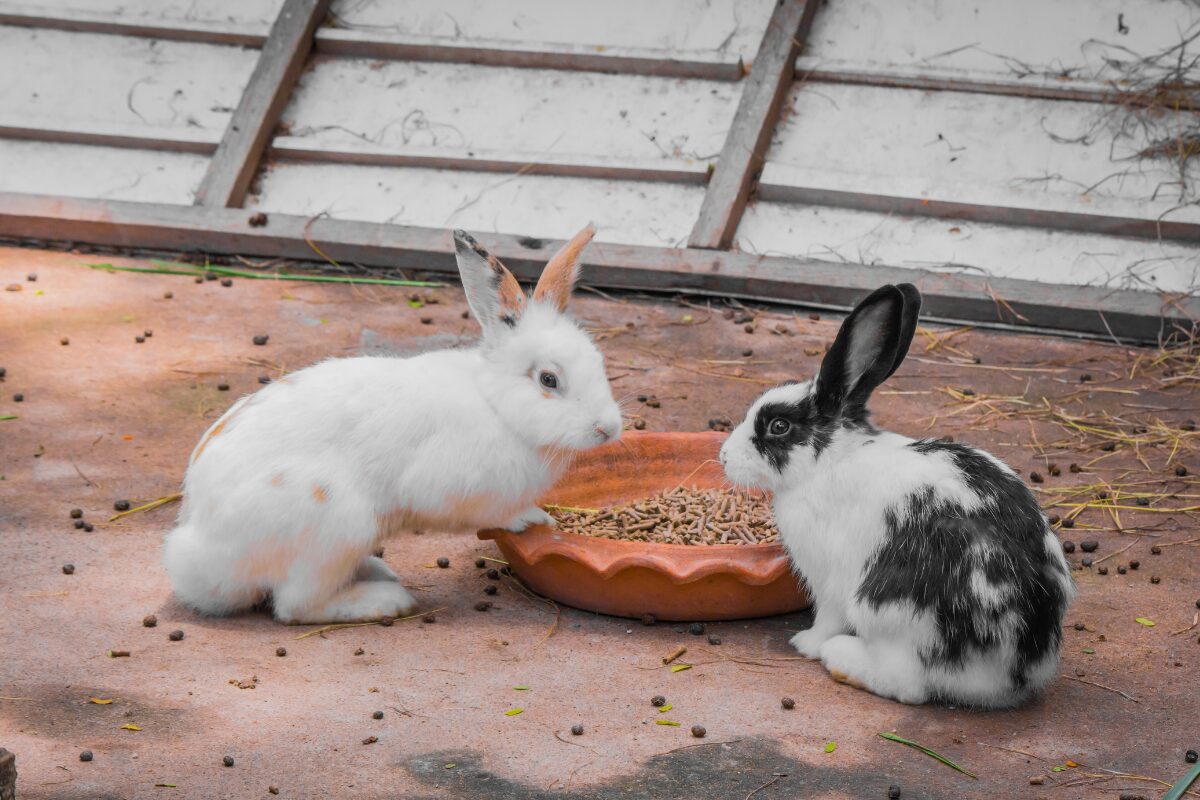 granules dans recipient pour lapin