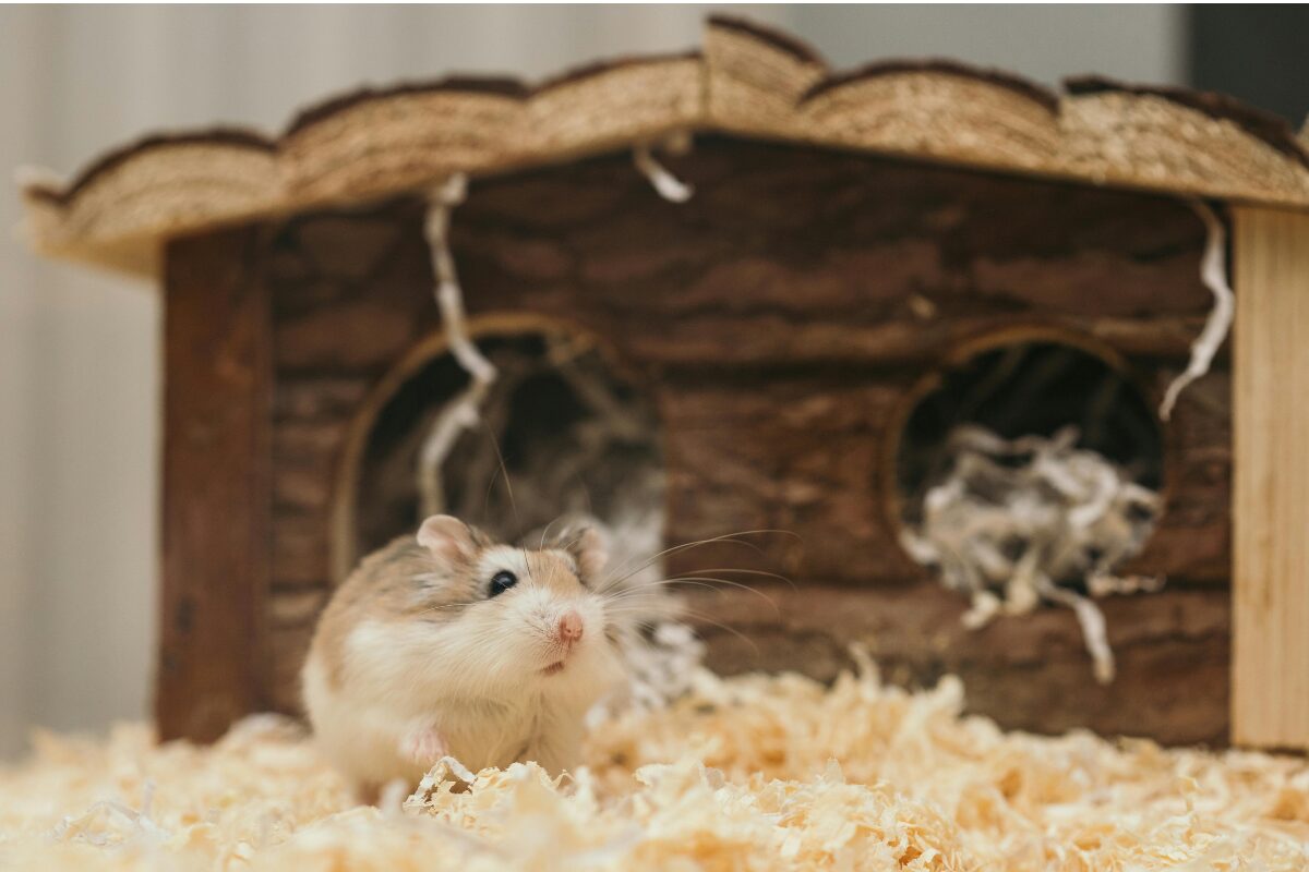 hamster cabane bois