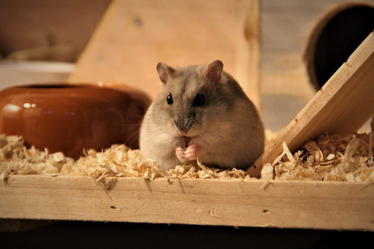 hamster plateforme bois