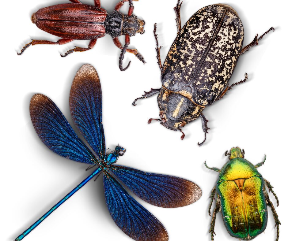 insectes