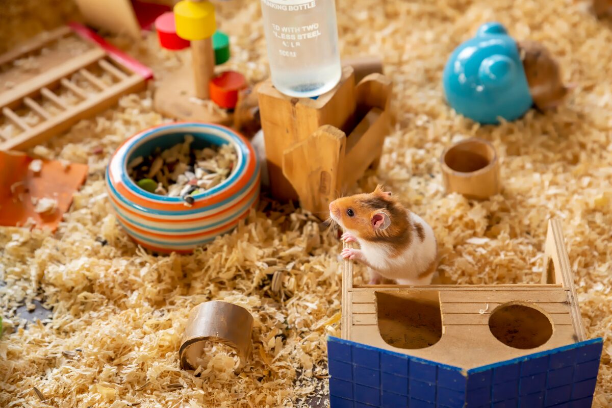 jeux hamster fouille