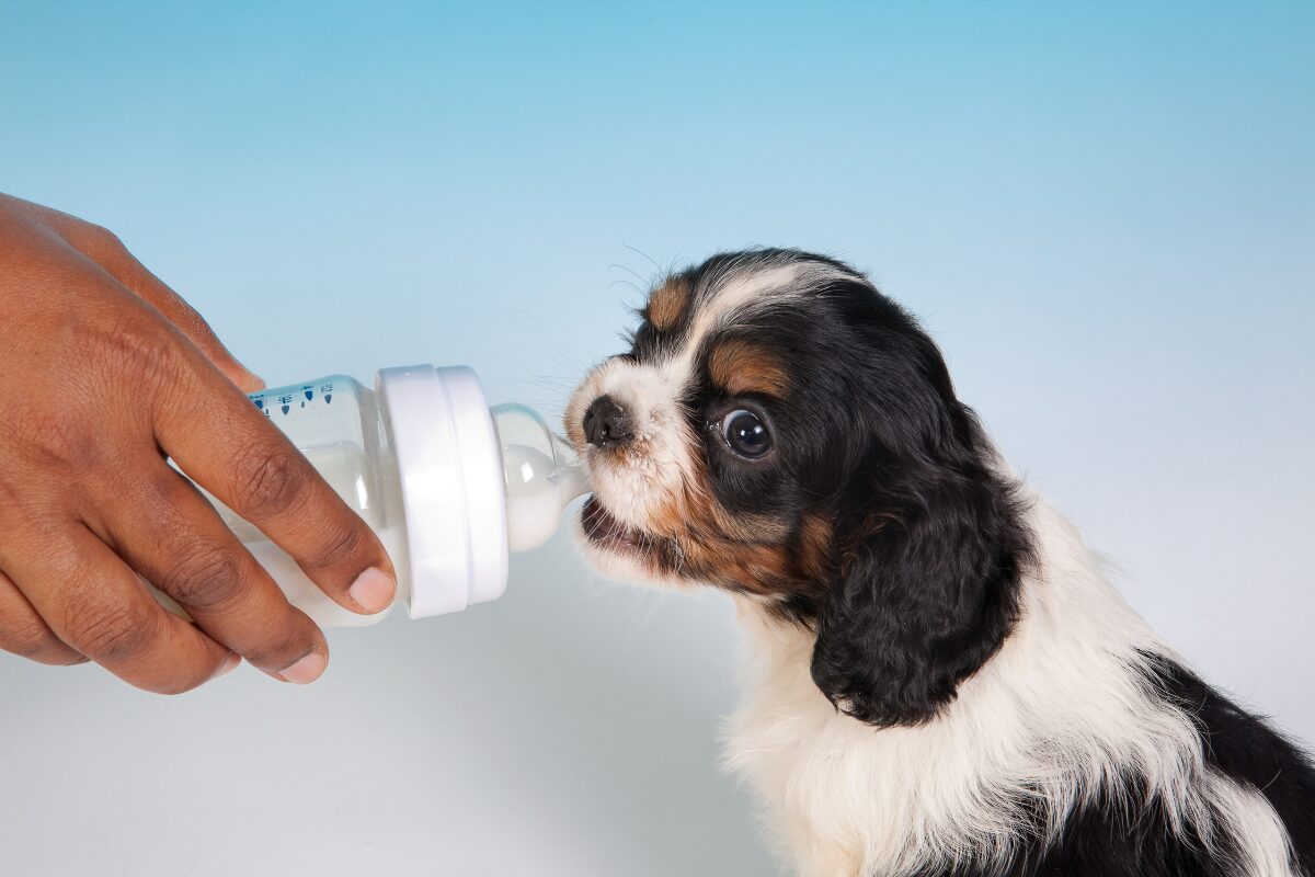lait pour chiot