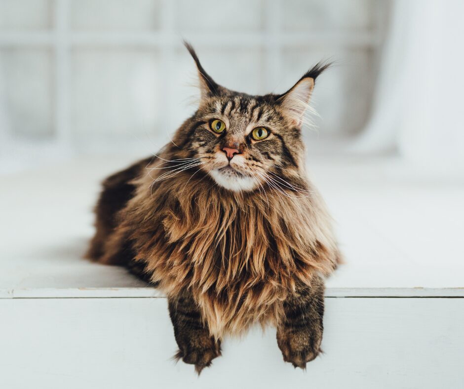 main coon
