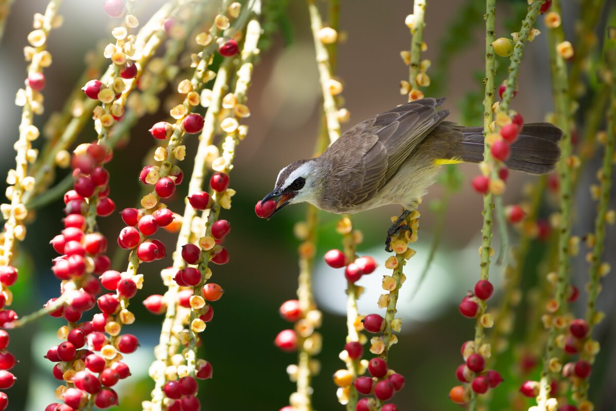 vogel eet fruit