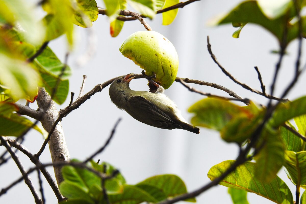 vogel die fruit eet