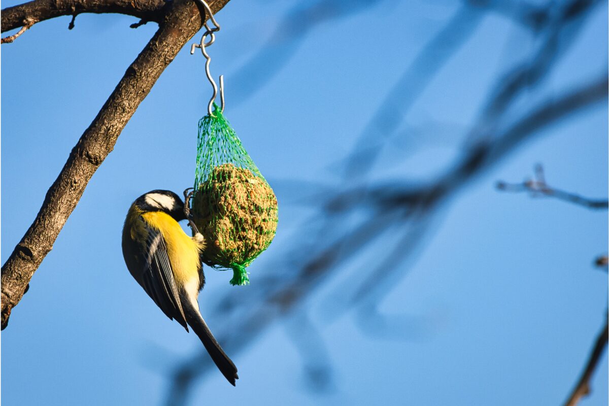 oiseau qui mange