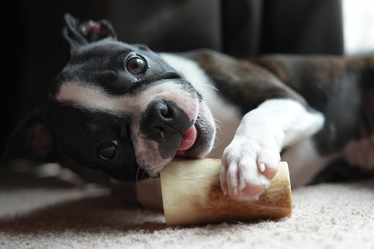 petit chien et os