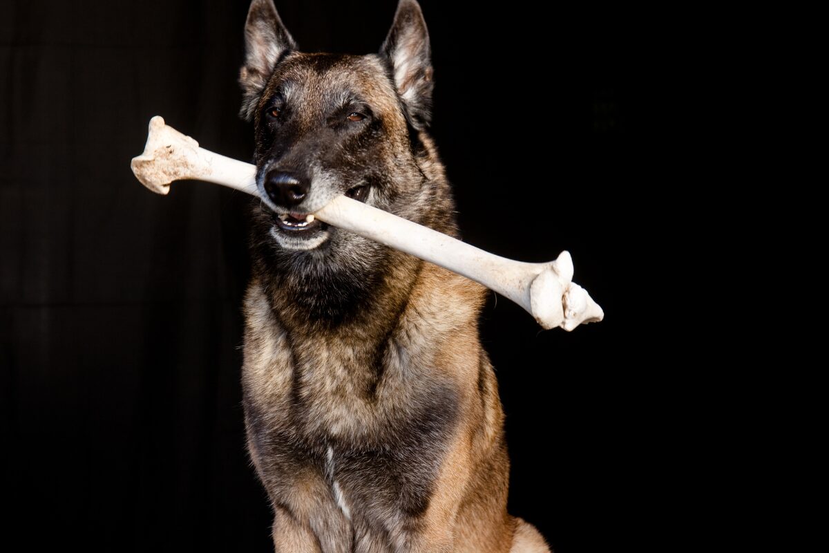 os pour chien