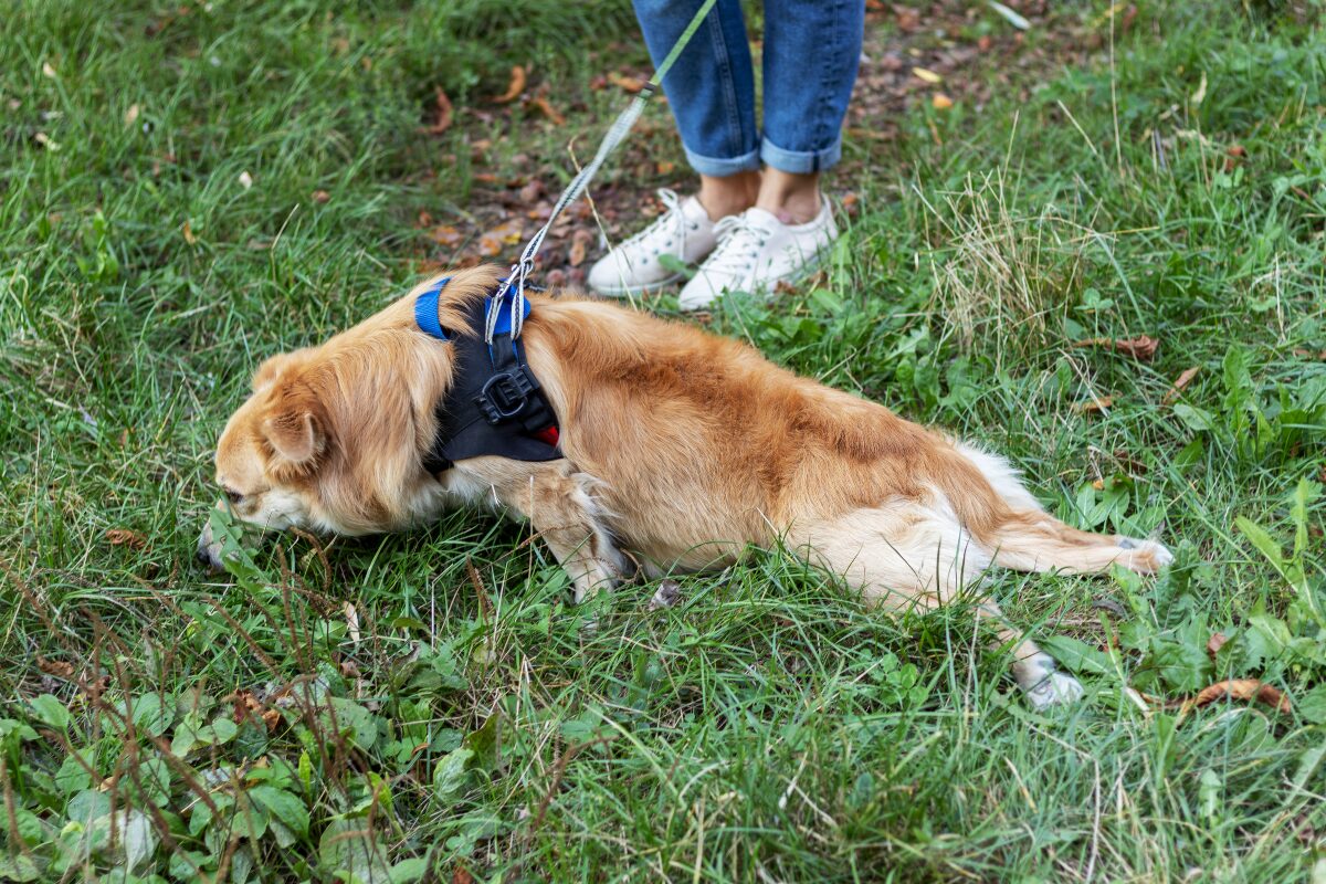 paralysie chien