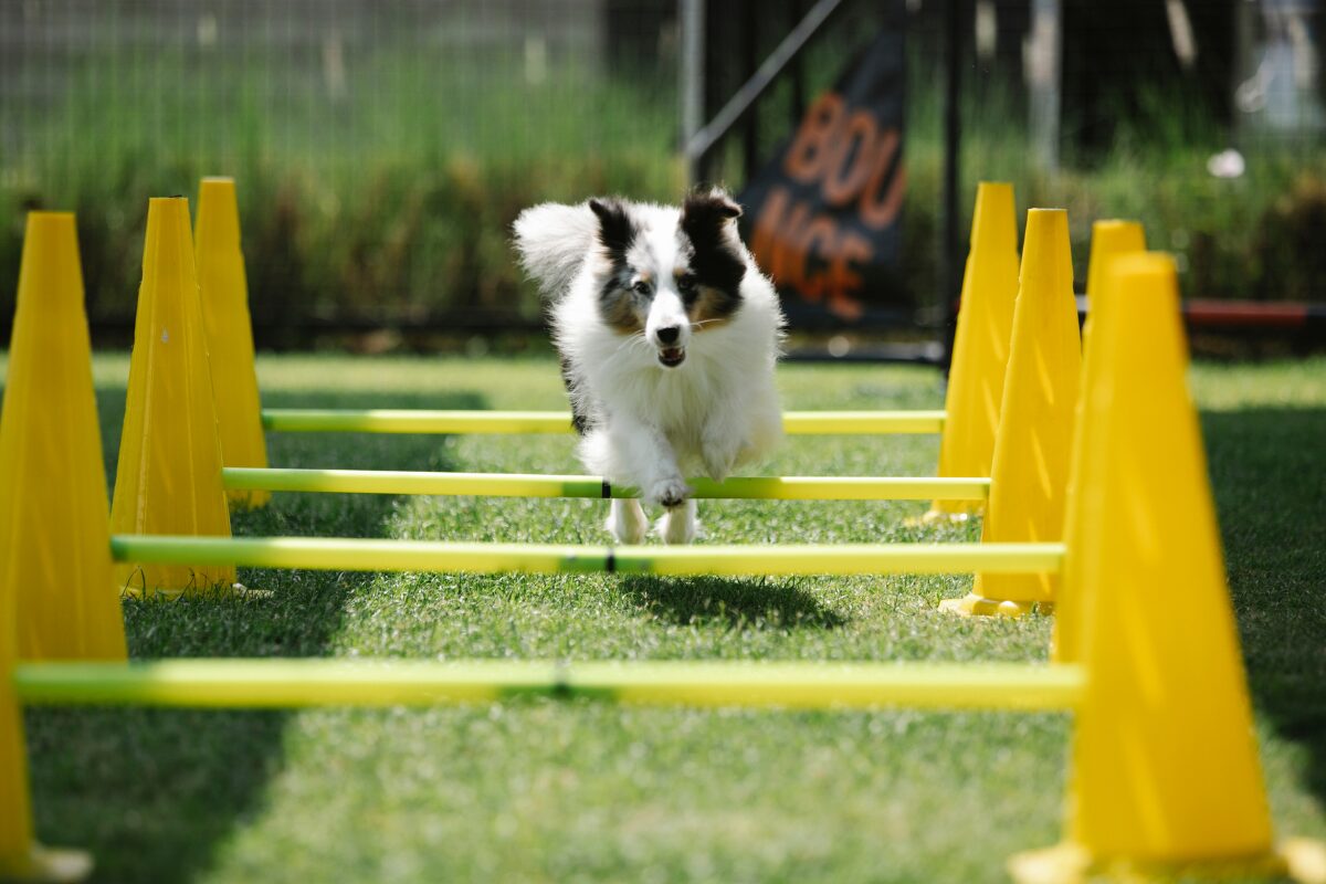 agility maison