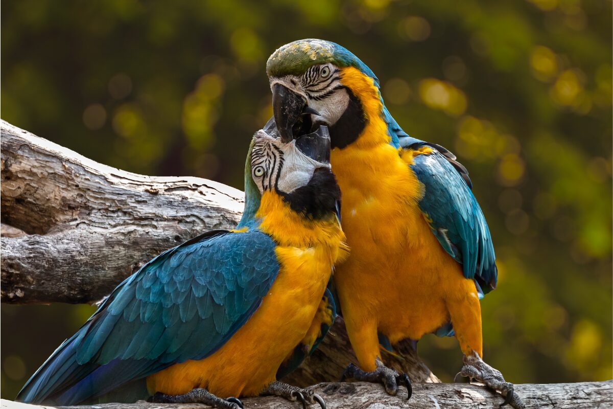 perroquet couple jaune bleu