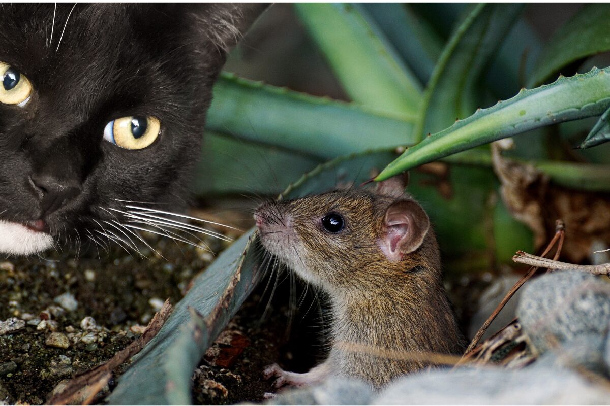 petite souris cachee et chat