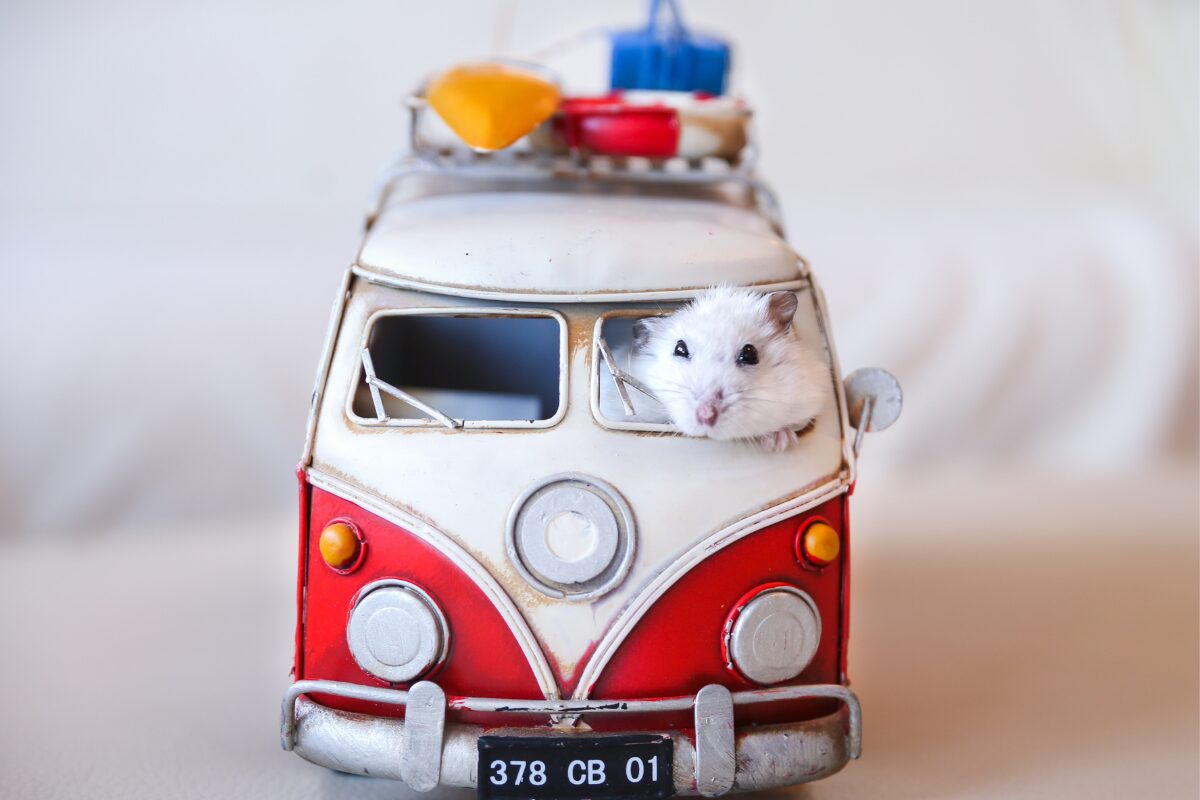 petite voiture hamster