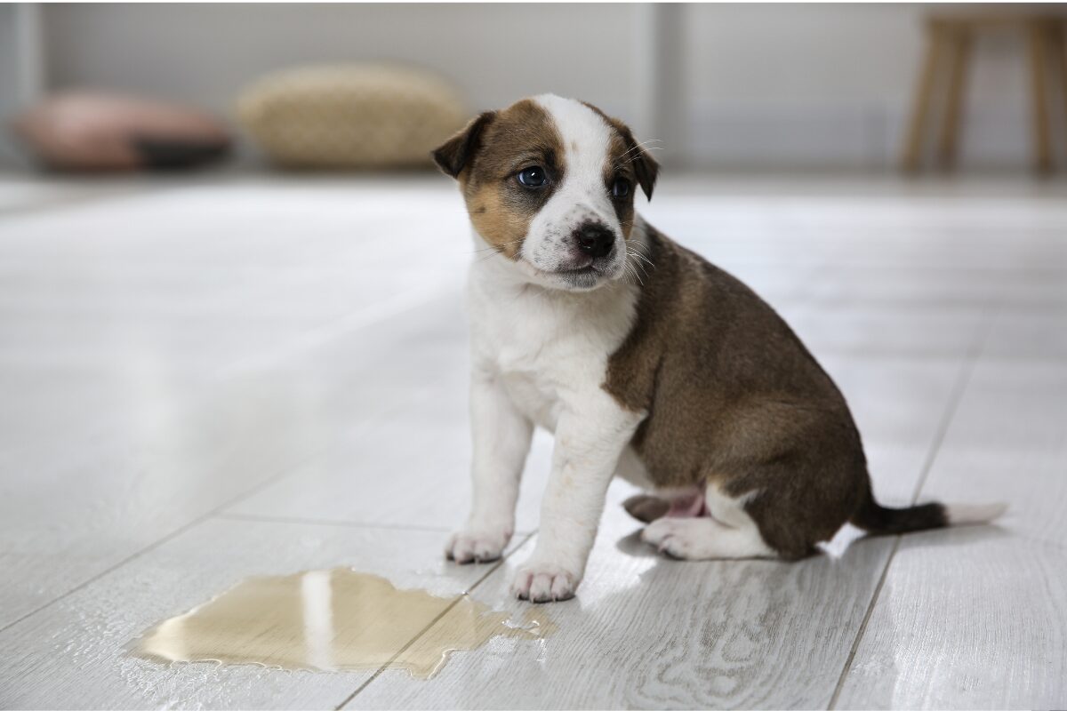 proprete du chien.