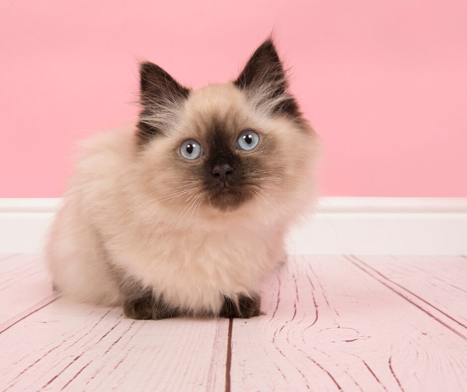 ragdoll