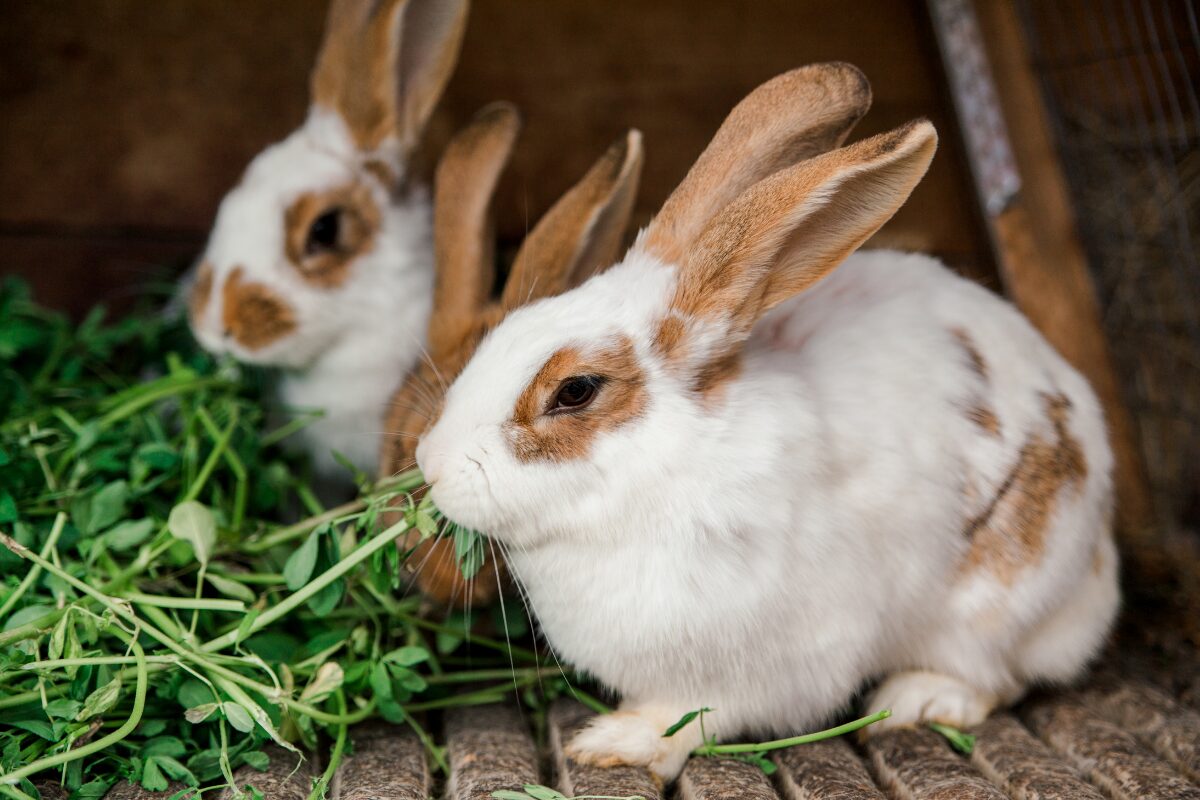 repas des lapins
