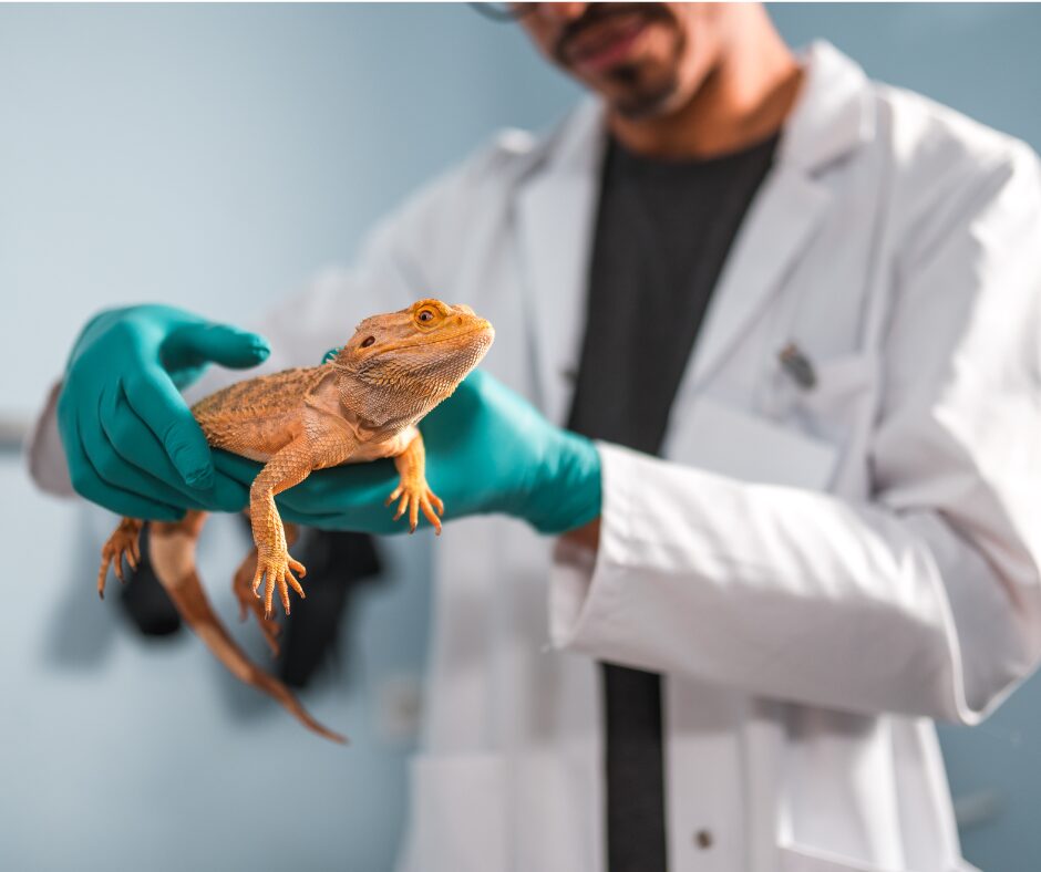 reptile veterinaire