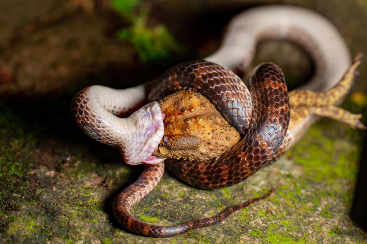 serpent avec proie grenouille