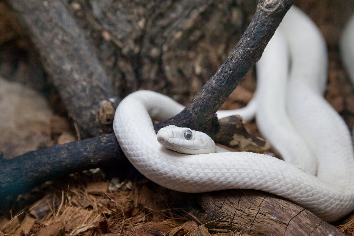 serpent blanc dans terrarium