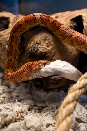 serpent qui mange une souris