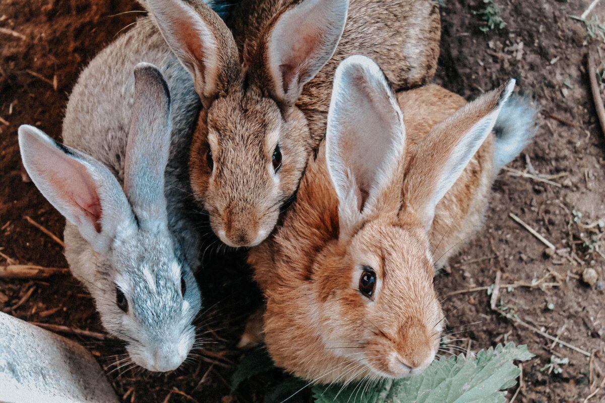 trois lapins en exterieur