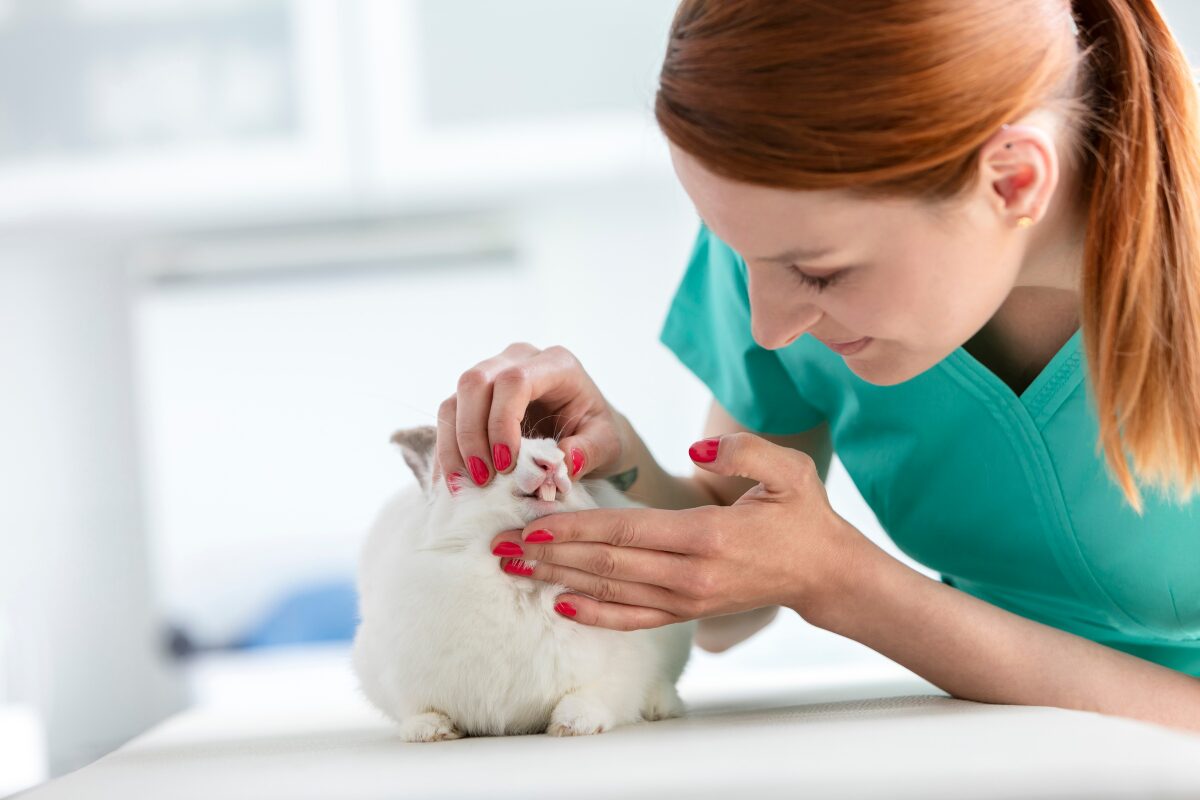 veterinaire avec un lapin