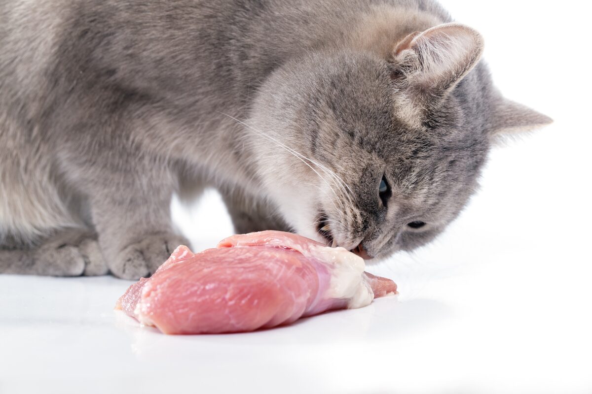 viande crue chat