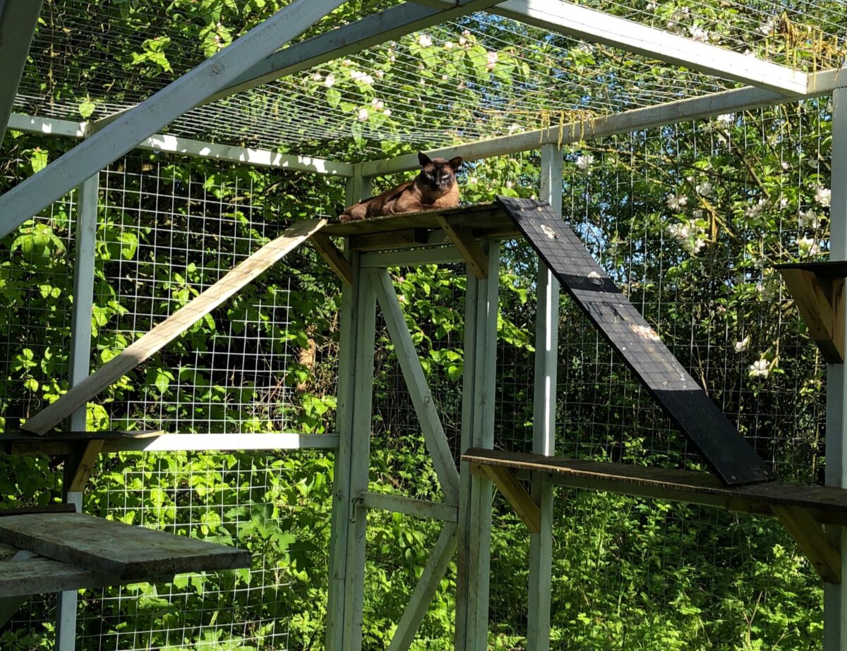 catio chat