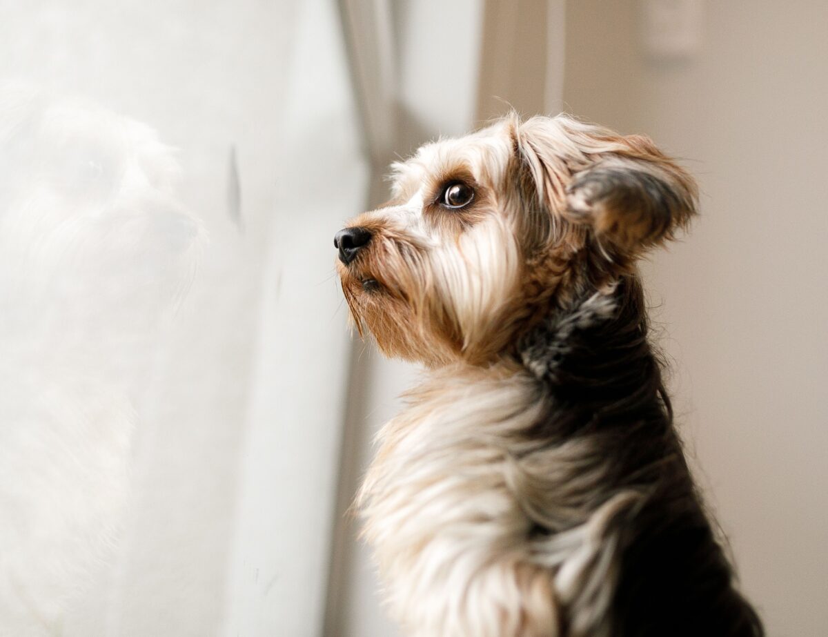 anxiété séparation chien
