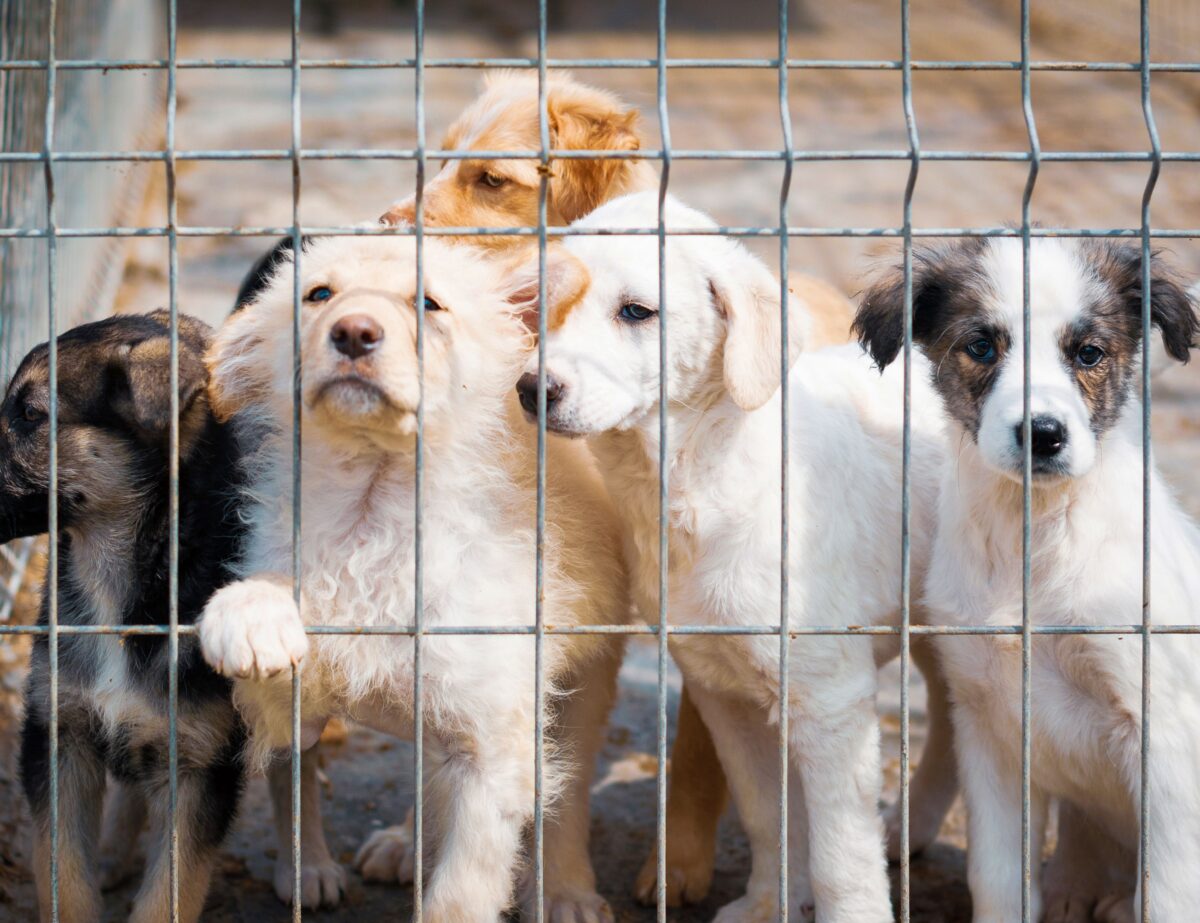chiens derriere grillage