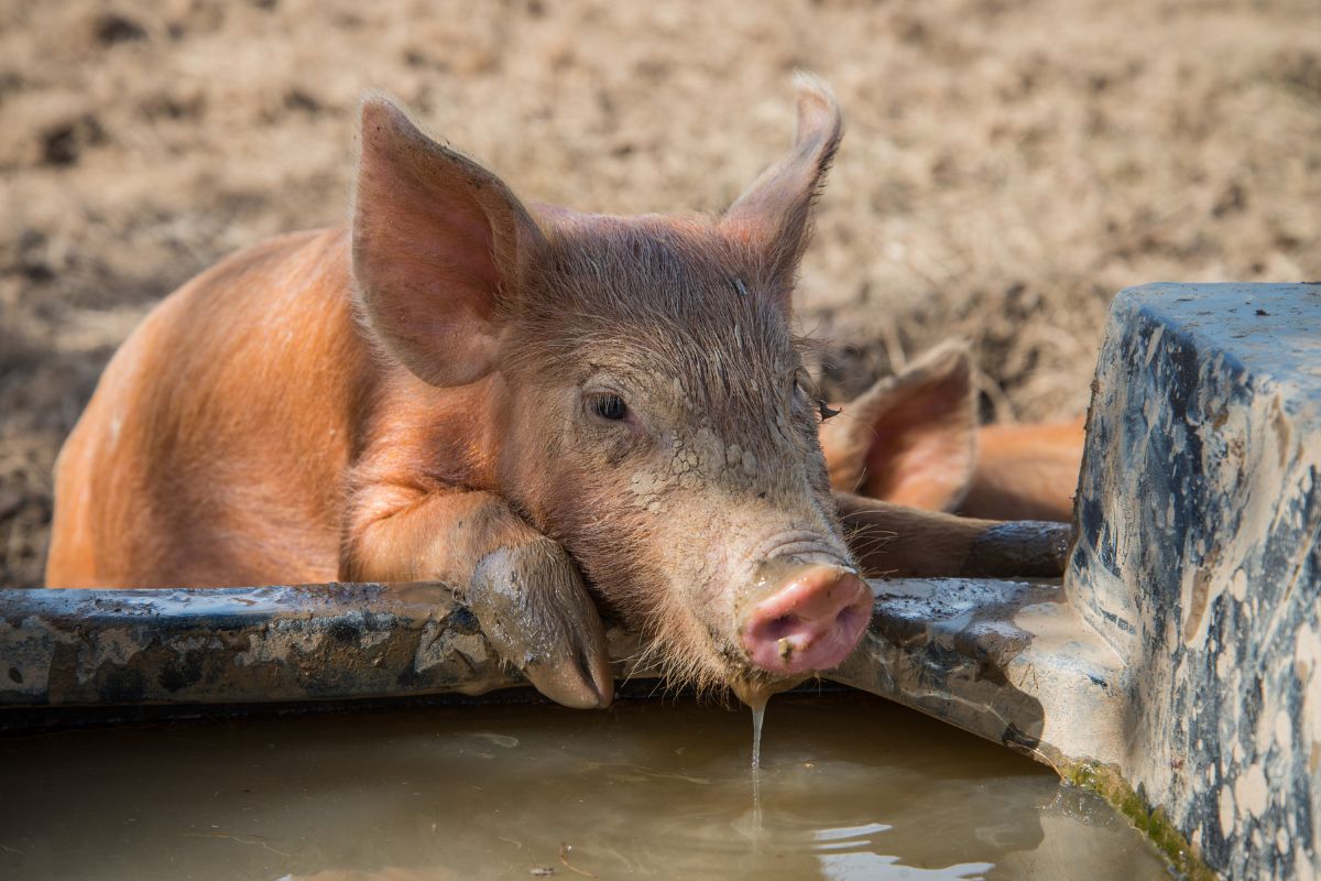 cochon boit de l'eau