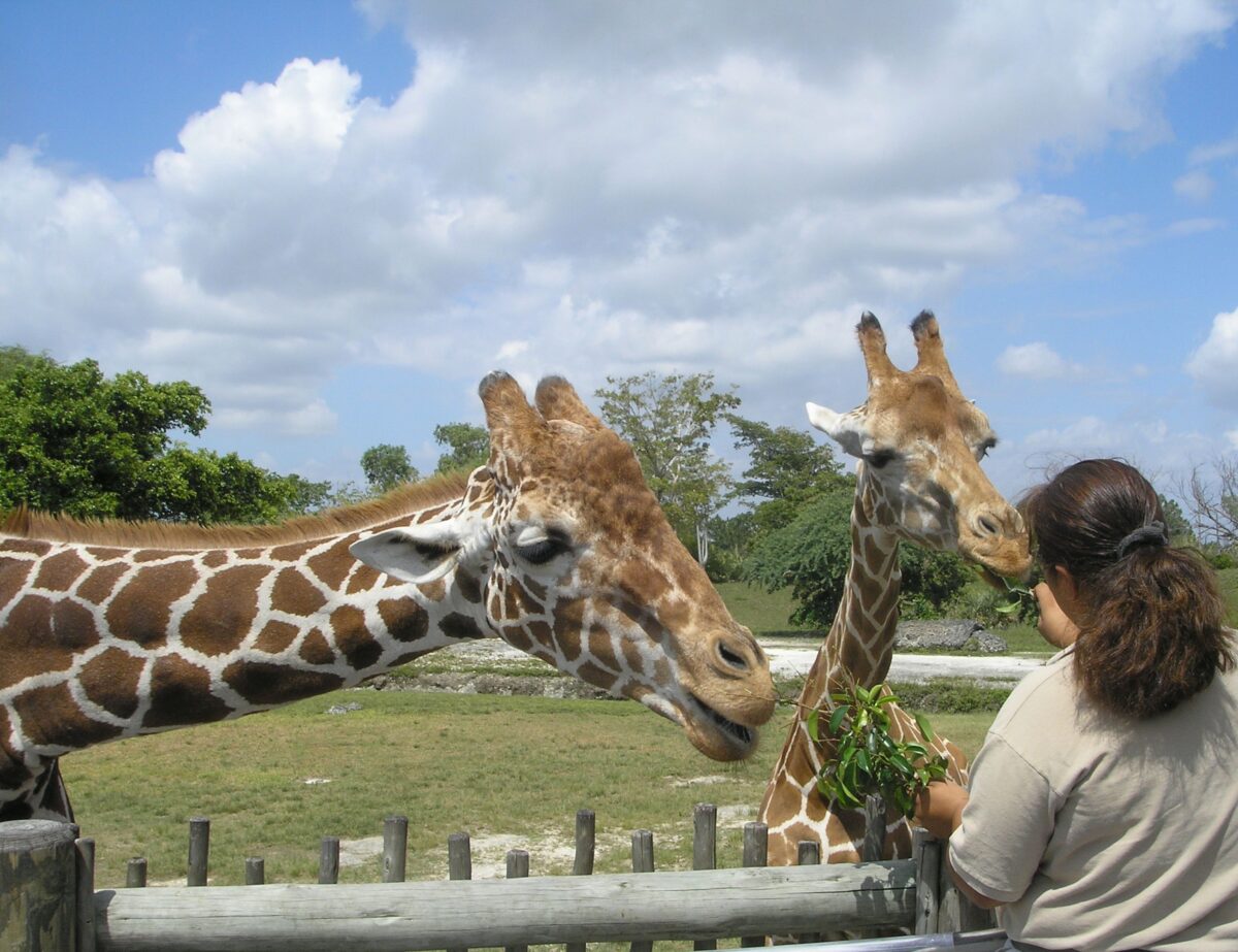 girafes au zoo